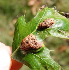 Callirhytis favosa