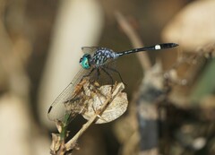 Micrathyria ocellata