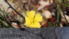 Crocanthemum scoparium