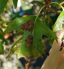 Callirhytis favosa