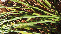 Crocanthemum scoparium