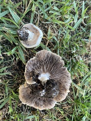 Agaricus californicus