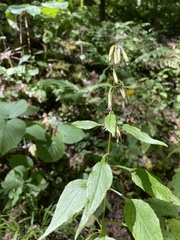 Nabalus serpentarius