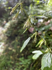 Nabalus serpentarius