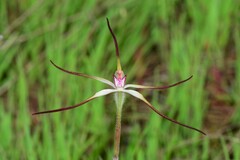 Caladenia versicolor