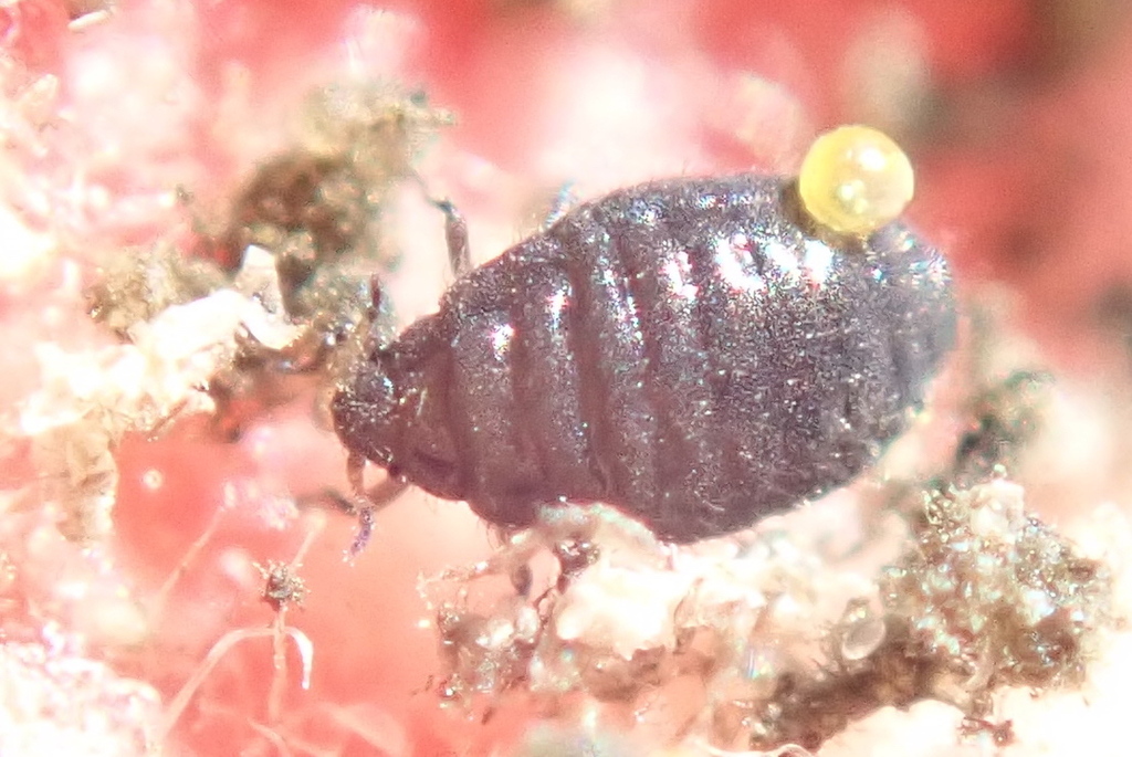 Tamalia inquilinus