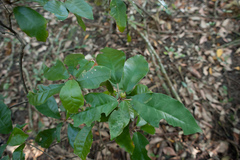 Croton cascarilloides