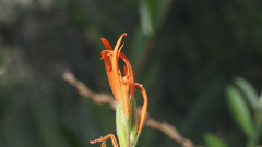 Castilleja minor stenantha