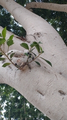 Ficus rubiginosa