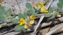Acmispon heermannii heermannii