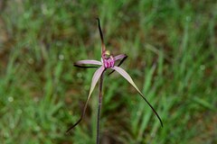 Caladenia versicolor