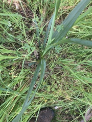Dianella longifolia