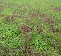 Parentucellia latifolia