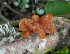 Phaeotremella
