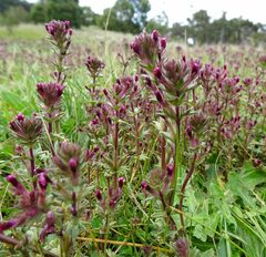 Parentucellia latifolia