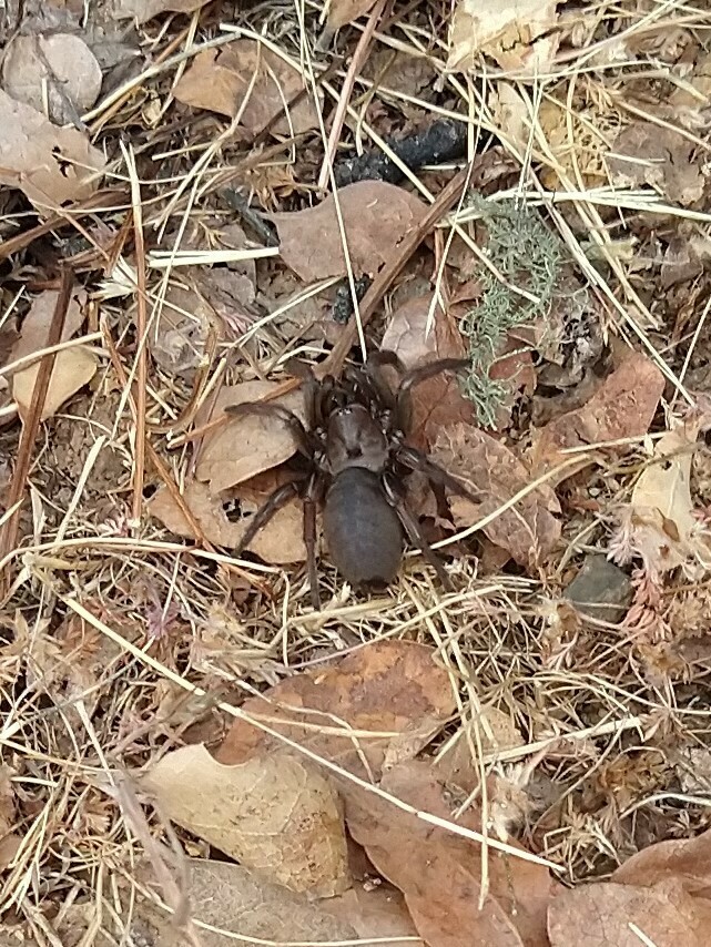 Barack Obama Trapdoor Spider