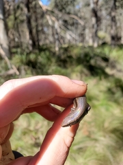 Lampropholis delicata