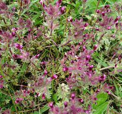 Parentucellia latifolia