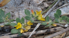 Acmispon heermannii heermannii