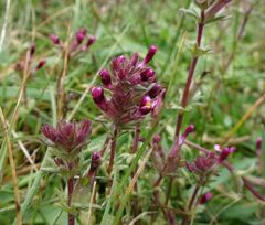 Parentucellia latifolia