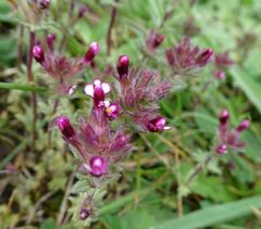 Parentucellia latifolia