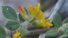 Acmispon heermannii heermannii