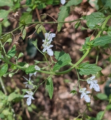 Teucrium corymbosum