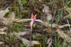 Caladenia versicolor