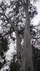 Eucalyptus cladocalyx