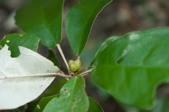 Croton cascarilloides
