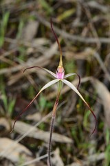 Caladenia versicolor