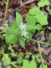 Stellaria pubera