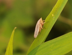 Prairiana