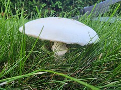 Leucoagaricus