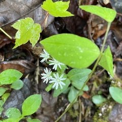 Stellaria pubera