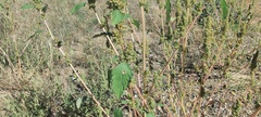 Amaranthus powellii