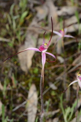 Caladenia versicolor