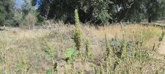 Amaranthus powellii