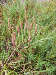 Salicornia pacifica