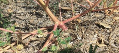 Amaranthus powellii