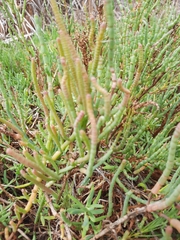 Salicornia pacifica