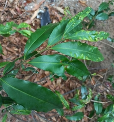 Syzygium floribundum