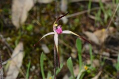 Caladenia versicolor