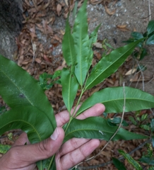 Syzygium floribundum