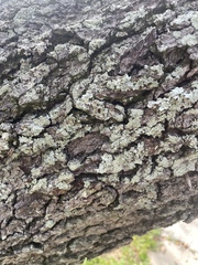 Myelochroa aurulenta