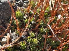 Saxifraga bronchialis