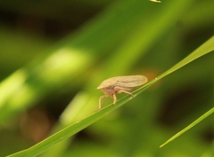 Prairiana