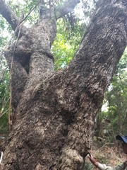 Syzygium floribundum