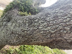 Myelochroa aurulenta