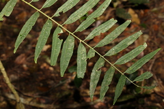 Ailanthus triphysa